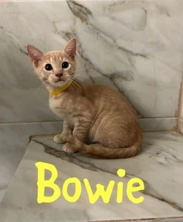 Bowie