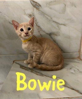 Bowie