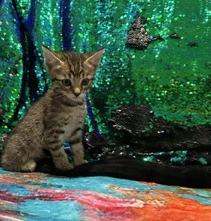 Browt - Domestic Short Hair