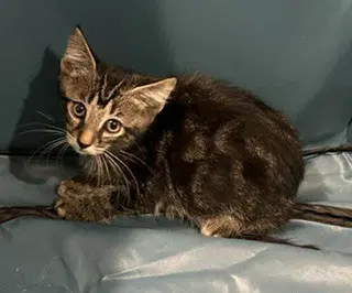 Nathan - Domestic Short Hair