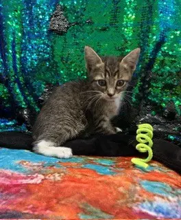 Pombon - Domestic Short Hair