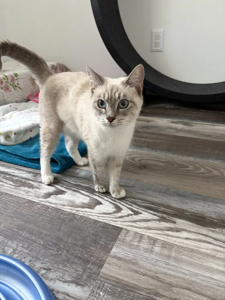 Alii - Siamese