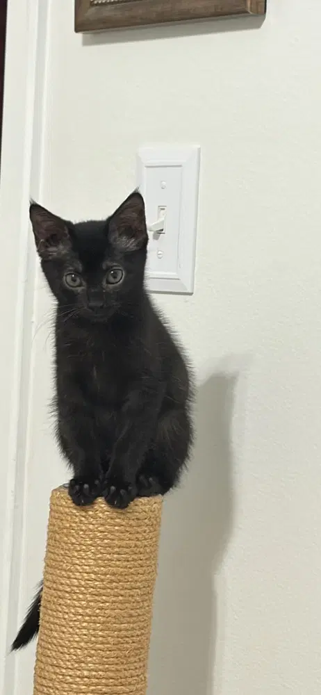 Onyx image 2