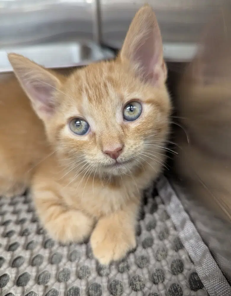 Lillibet - Domestic Short Hair