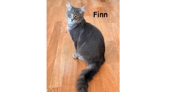 Finn, Domestic Long Hair