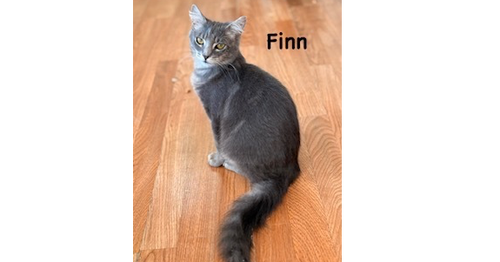 Finn, a cat for adoption from Full of Cattitude Inc