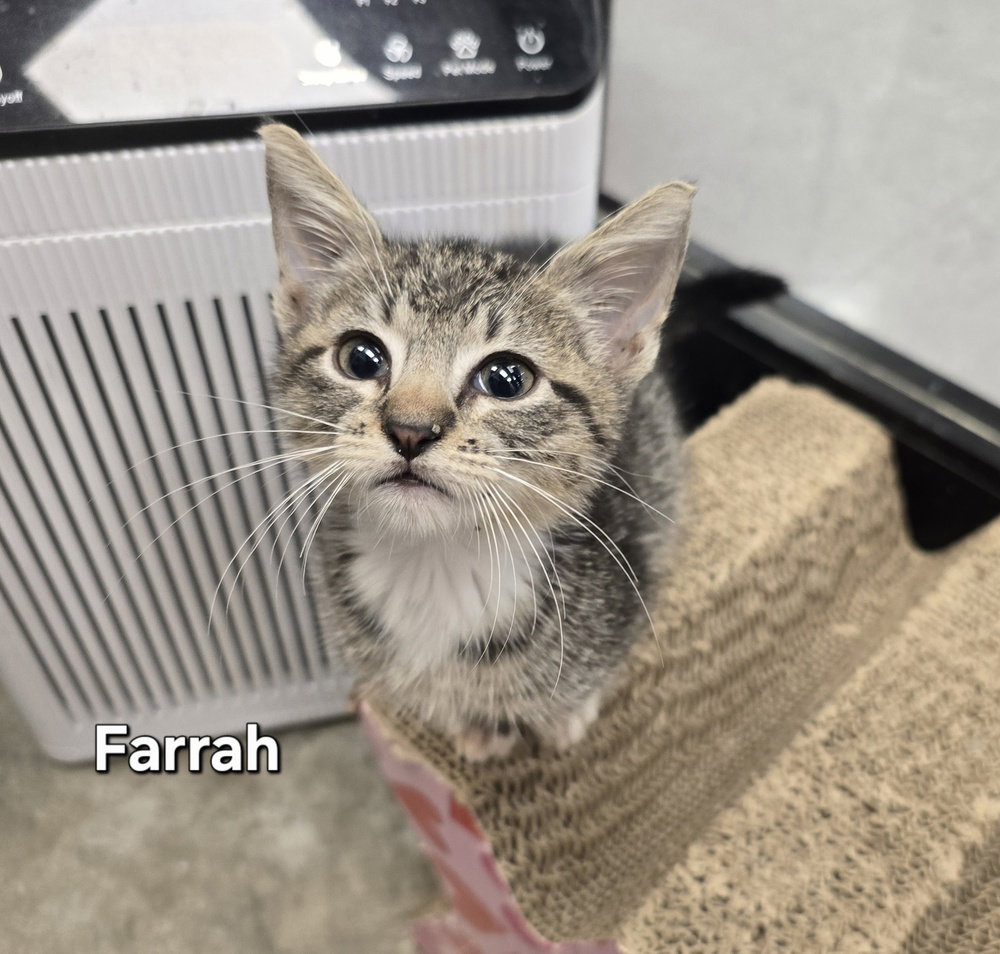 Farrah, Domestic Short Hair