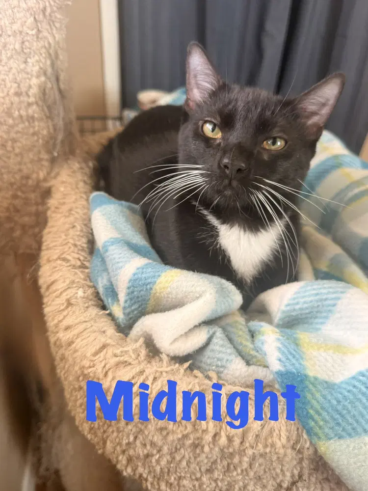 Midnight - Domestic Short Hair