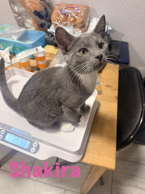 Shakira, a cat for adoption from Full of Cattitude Inc