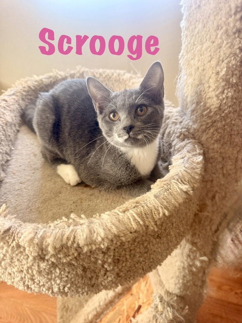 Scrooge, a cat for adoption from Full of Cattitude Inc