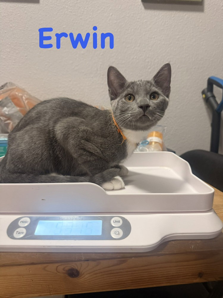 Erwin, Domestic Short Hair