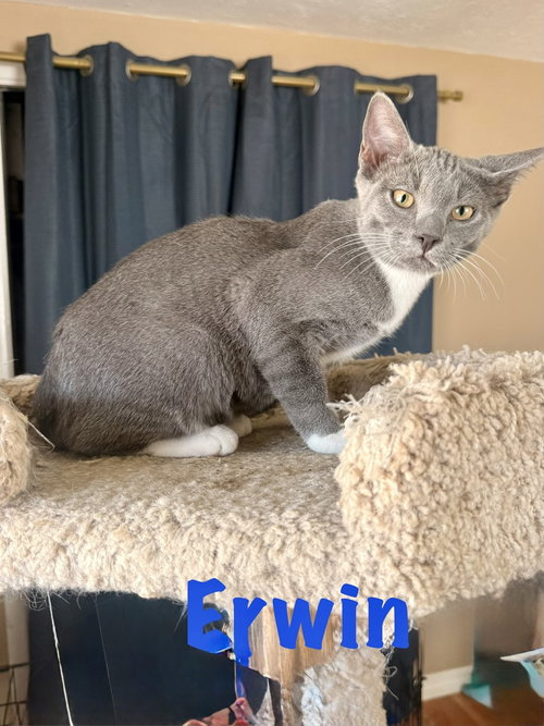 Erwin, a cat for adoption from Full of Cattitude Inc