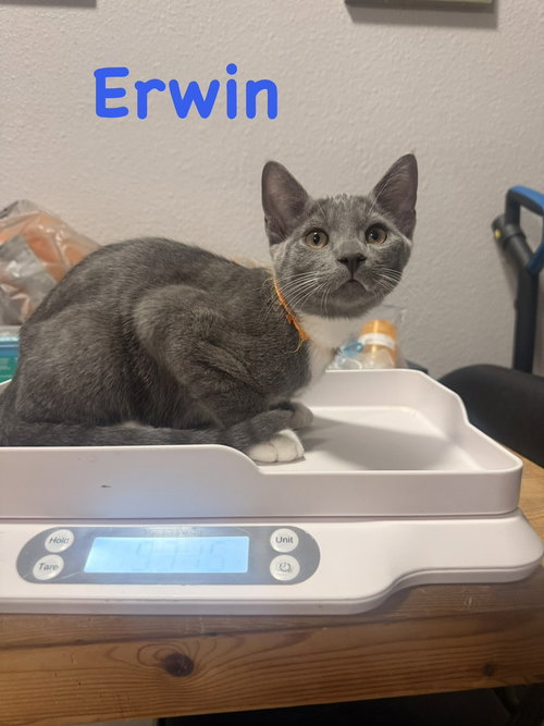 Photo 2 of Erwin