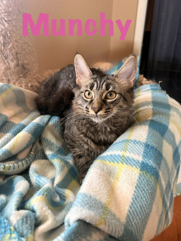 Munchy, Domestic Medium Hair