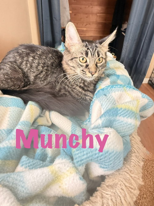 Photo 2 of Munchy