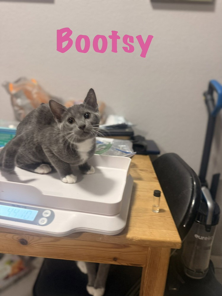 Bootsy, Domestic Short Hair