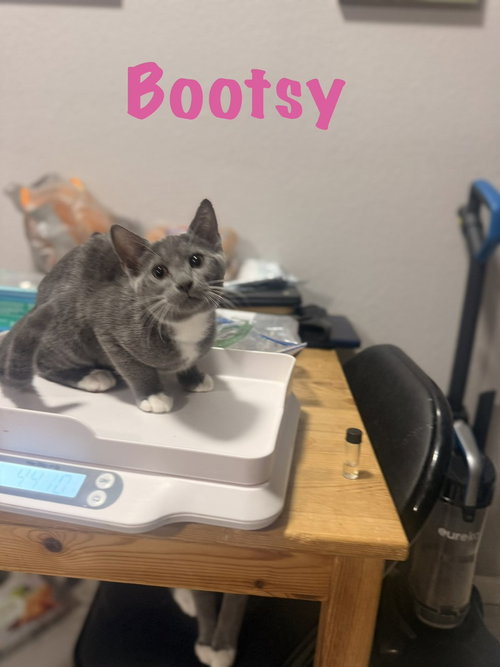 Bootsy