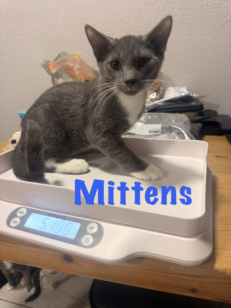 Mittens, Domestic Short Hair