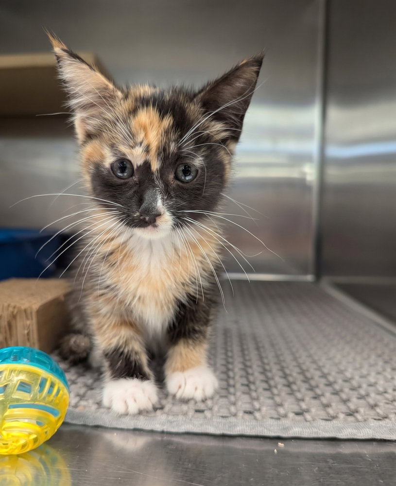 Sprite, Domestic Short Hair