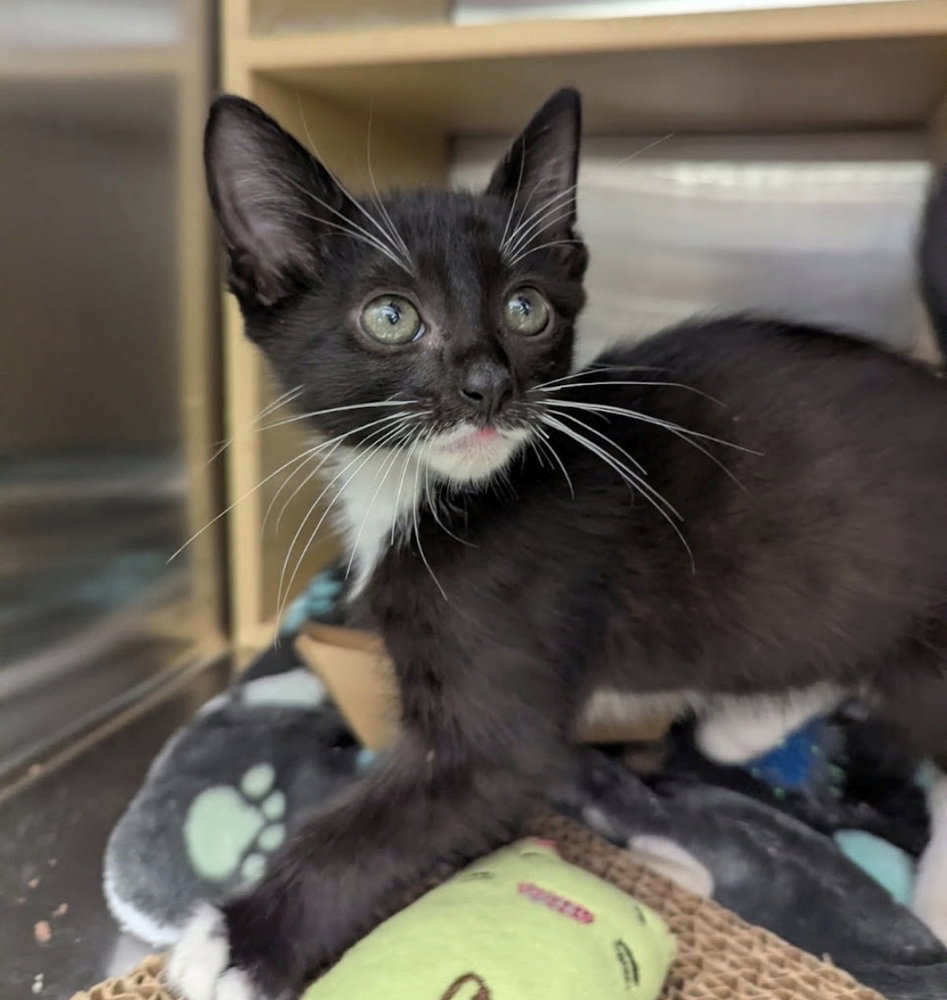 Mr Electric, Domestic Short Hair