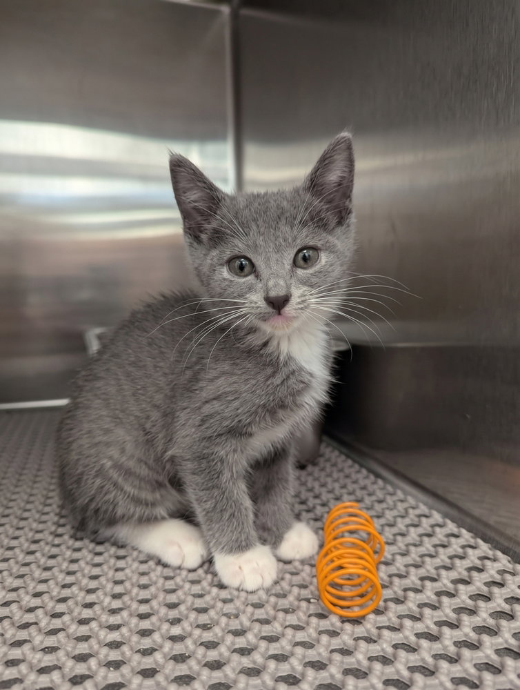 Lava Girl, Domestic Short Hair