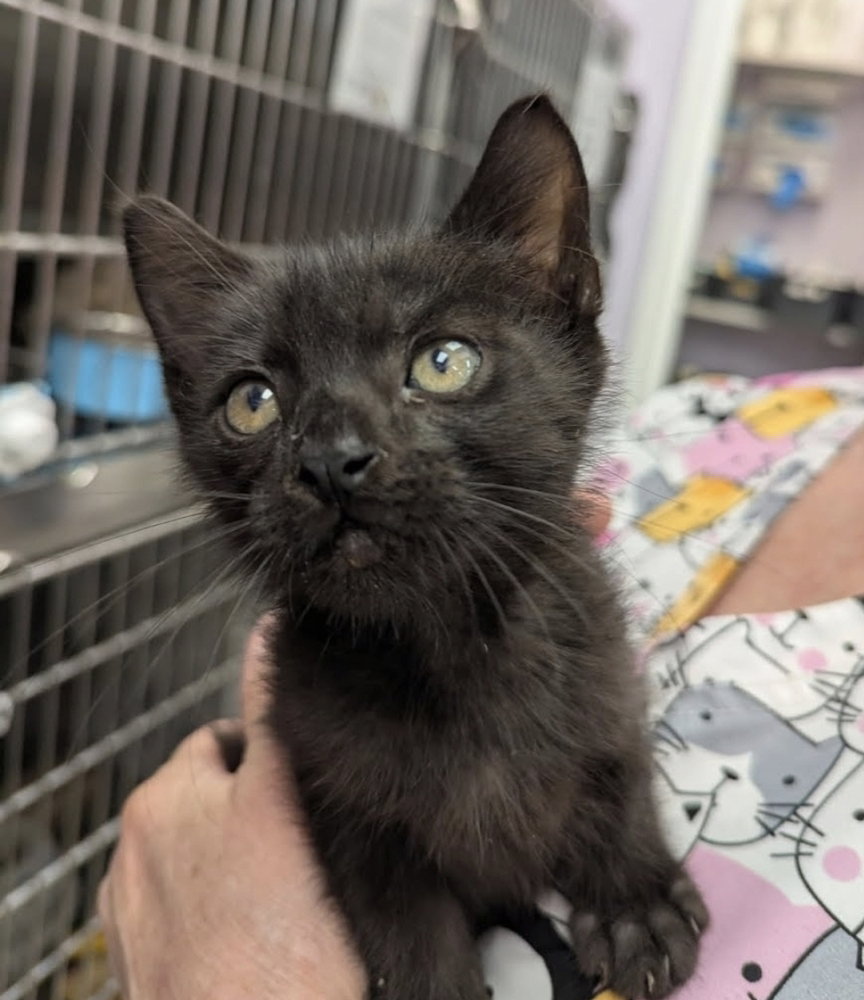 Silly Goose, Domestic Short Hair