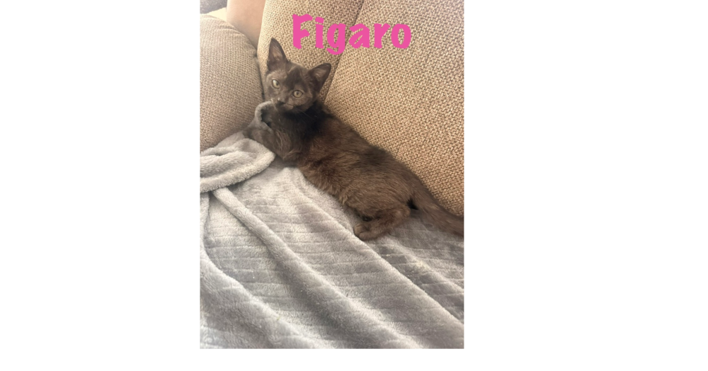 Figaro, Domestic Short Hair