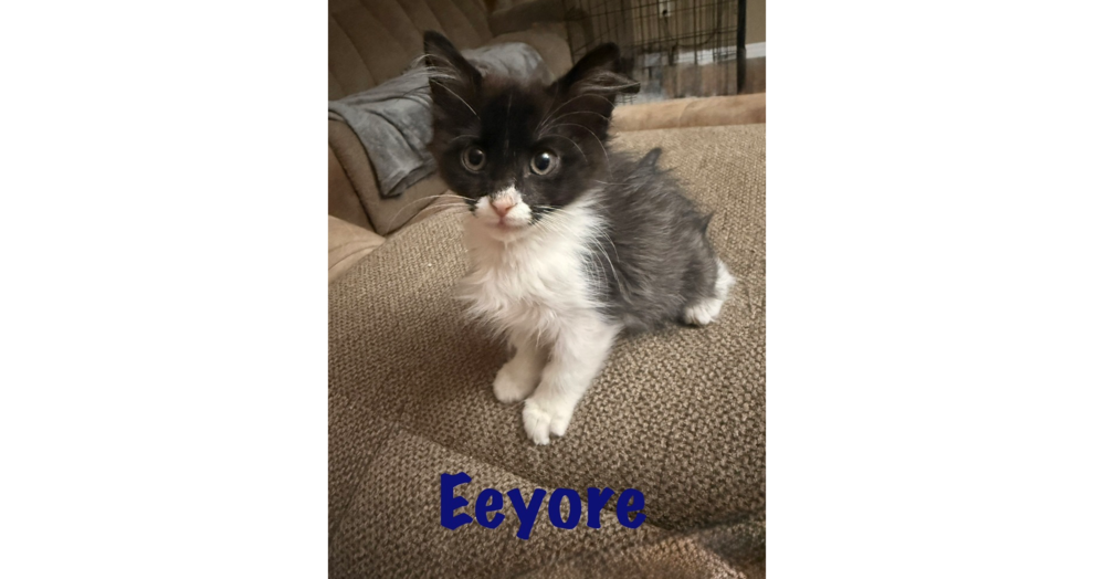 Eeyore, Domestic Medium Hair