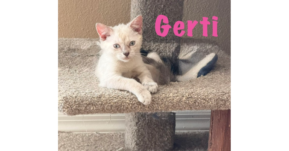 Gertie, Siamese