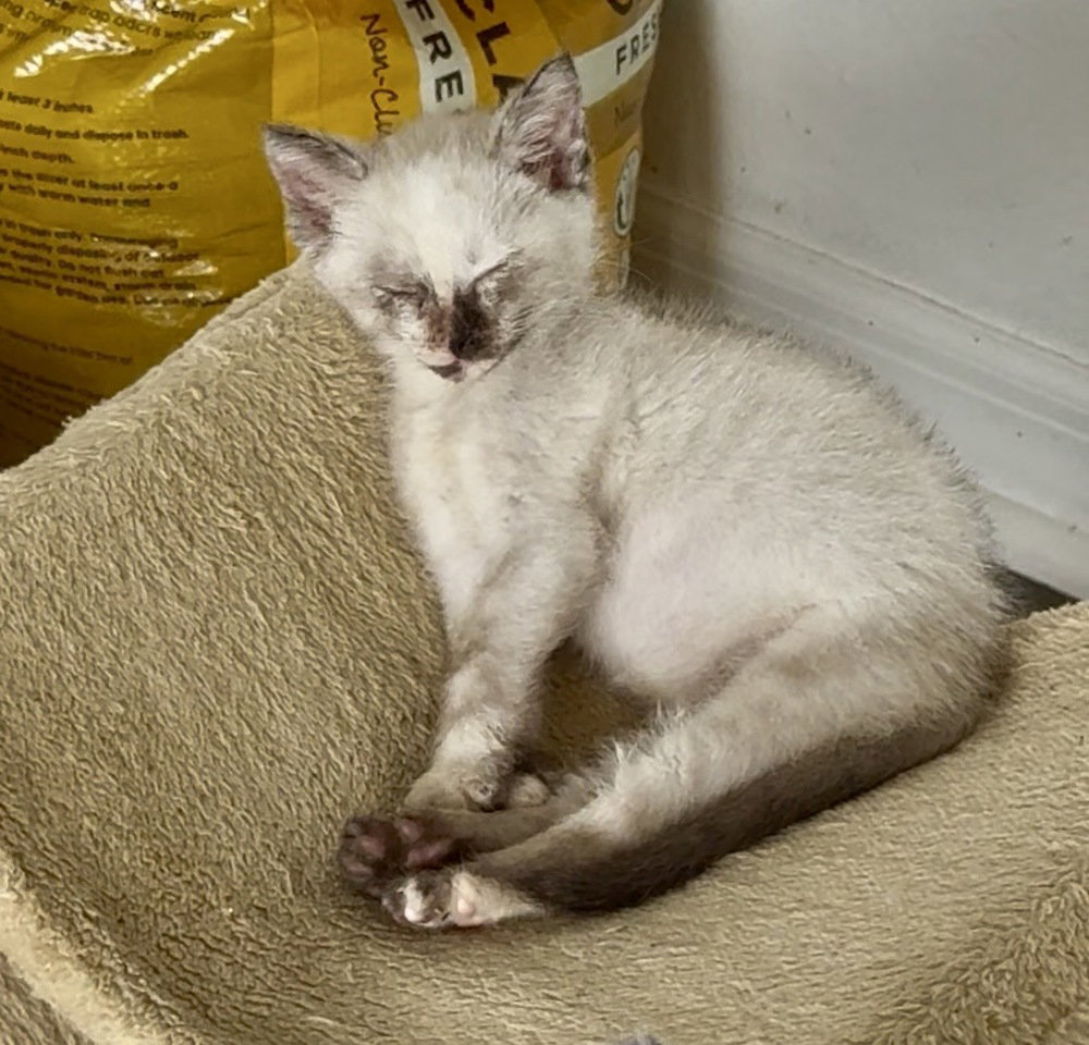 Scone, Siamese