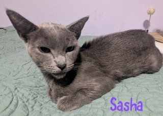 Sasha, Russian Blue