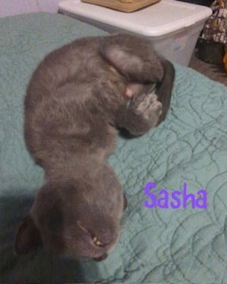 Photo 2 of Sasha