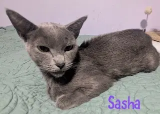 Sasha - Russian Blue