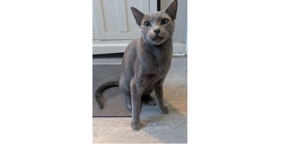 Sasha