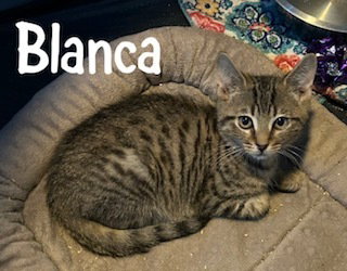 Blanca, a cat for adoption from Full of Cattitude Inc