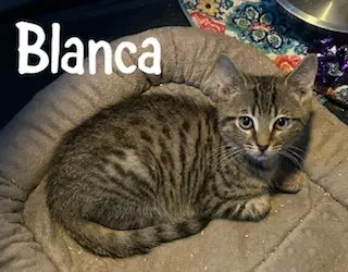 Blanca - Domestic Short Hair