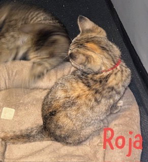 Photo 2 of Roja