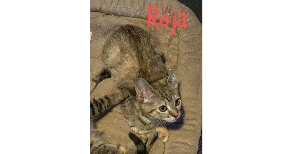 Roja - Domestic Short Hair