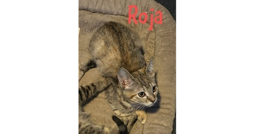 Roja, a female kitten up for adoption