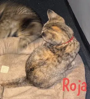 Roja image 2