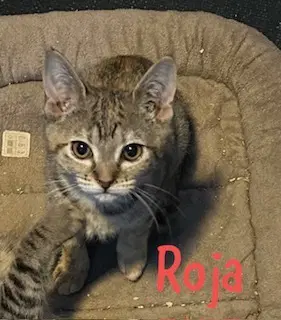 Roja image 3