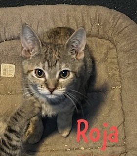 Roja, photo 3