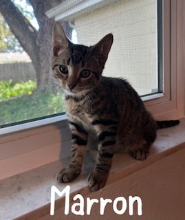 Marron, a cat for adoption from Full of Cattitude Inc