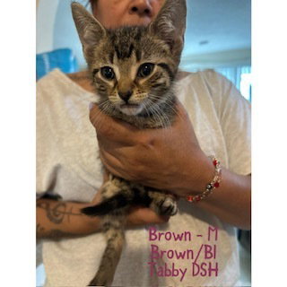 Photo 2 of Marron
