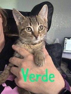 Verde, a cat for adoption from Full of Cattitude Inc