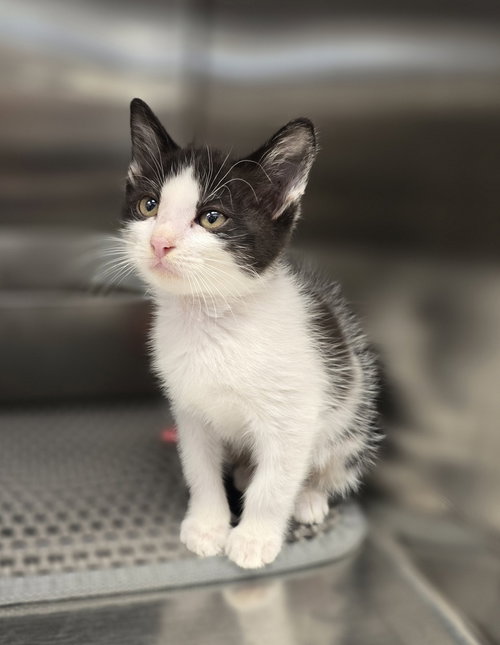 Taylor, a cat for adoption from Full of Cattitude Inc