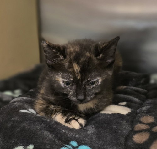 Hayley, a cat for adoption from Full of Cattitude Inc