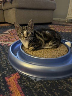 Biscotti, a cat for adoption from Full of Cattitude Inc