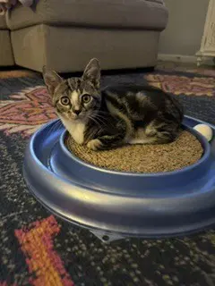 Biscotti - Domestic Short Hair