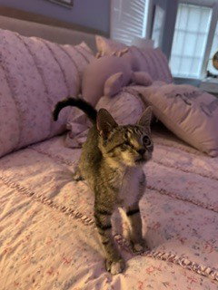 Wilma, a cat for adoption from Full of Cattitude Inc